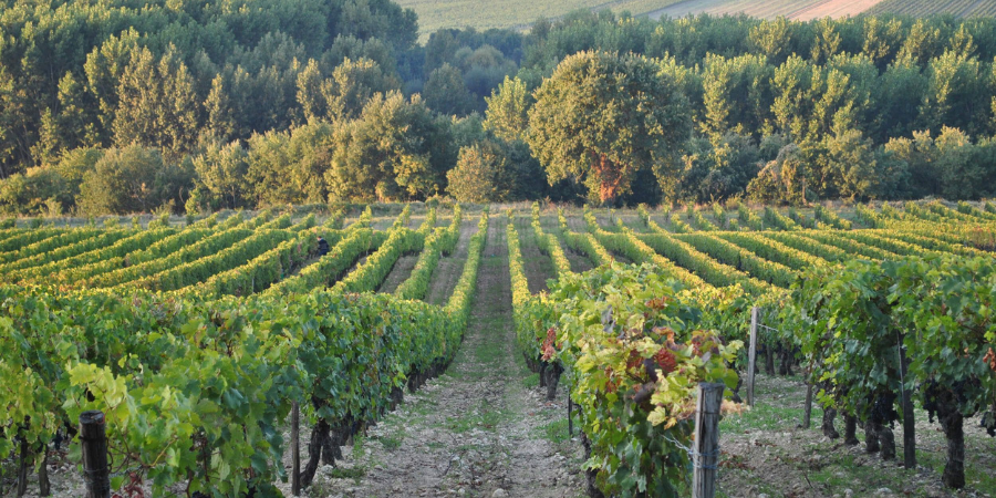 Bernard Baudry: The Loire's Master of Cabernet Franc