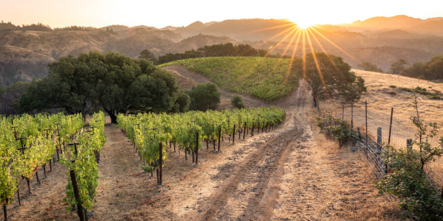 10 YEAR OLD SONOMA CABERNET