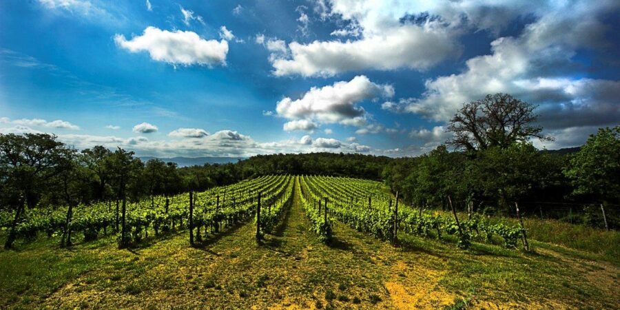 Petrolo: One of Tuscany & Italy's Great Wineries